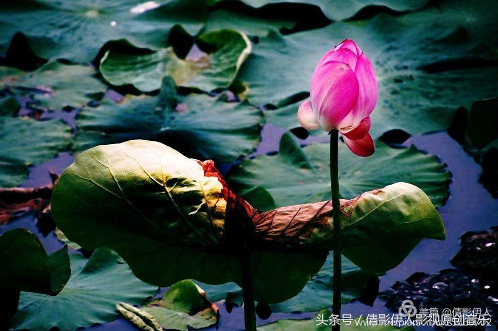 荷花之歌,立夏荷花音乐