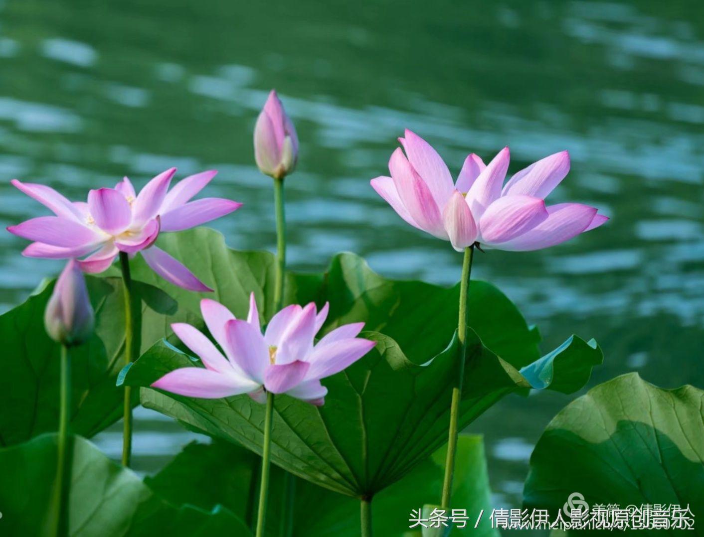 荷花之歌,立夏荷花音乐