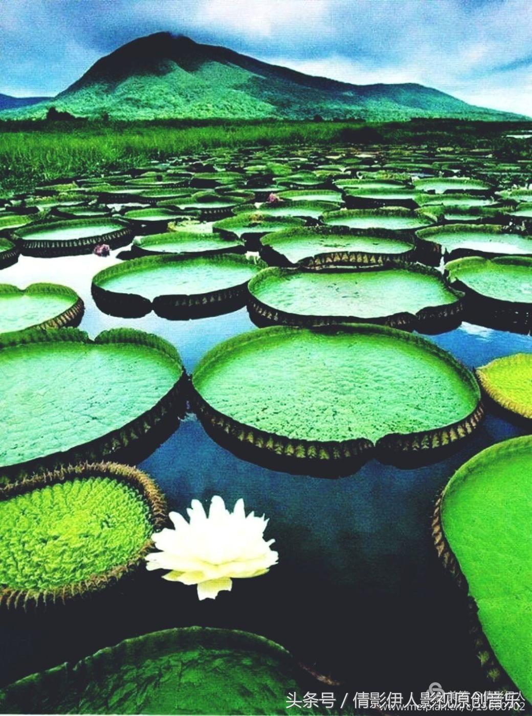 夏荷晕倒在海教官怀里,夏荷最美的十首诗