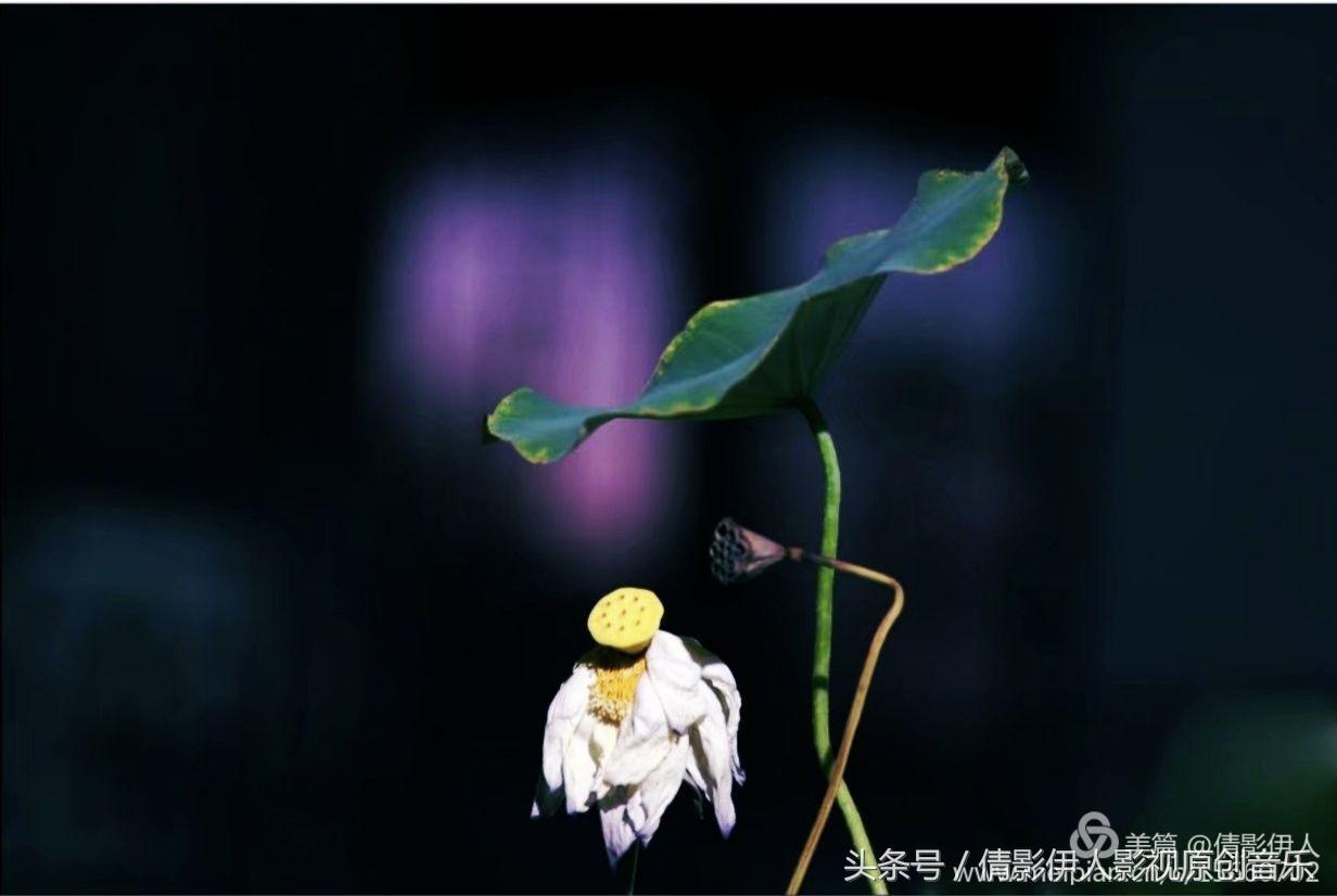 荷花之歌,立夏荷花音乐