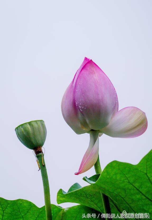 夏荷晕倒在海教官怀里,夏荷最美的十首诗