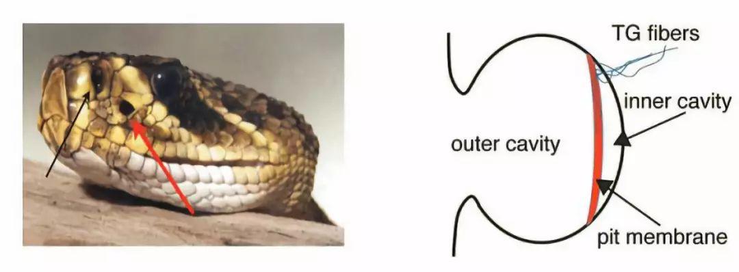 战斗机被导弹锁定后还能逃跑吗,战斗机被导弹锁定做什么机动