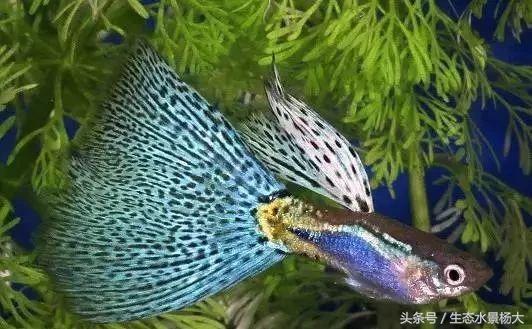 日本孔雀鱼野生怎样,日本孔雀鱼品种