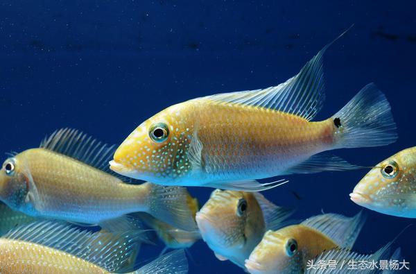 哪些慈鲷是食土鲷,食土鲷和慈鲷能混养么