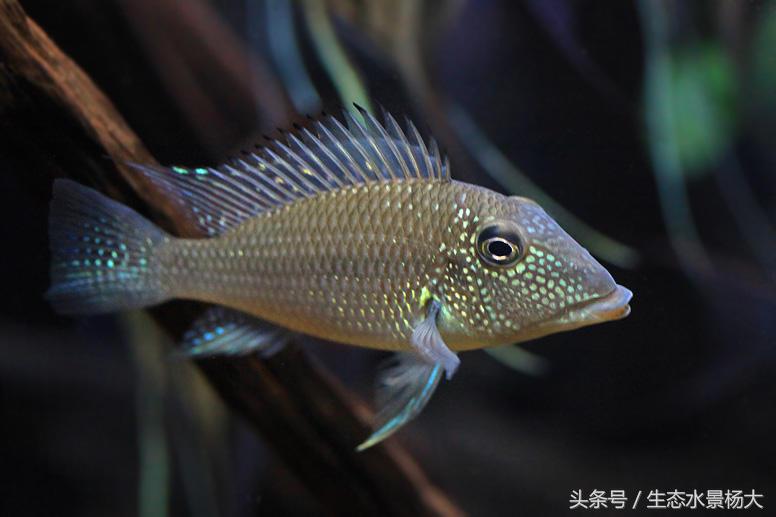 哪些慈鲷是食土鲷,食土鲷和慈鲷能混养么