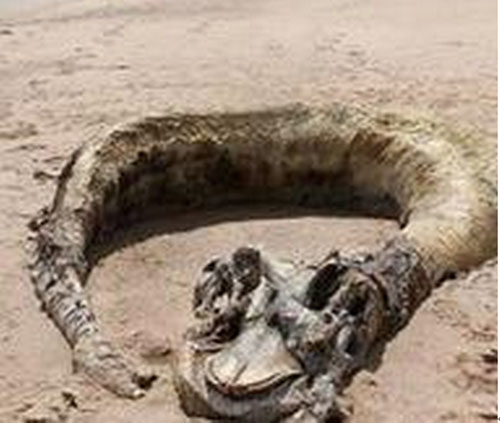 空中真有龙吗,世界到底有没有龙的出现