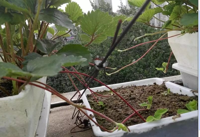 楼顶菜园土层多厚好,顶楼菜园如何防风