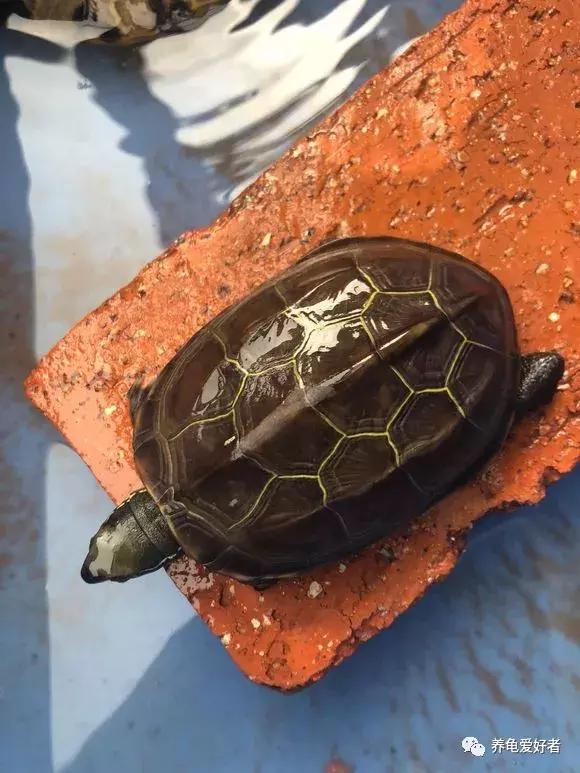 养龟灵的正确使用方法,养小草龟的正确方法