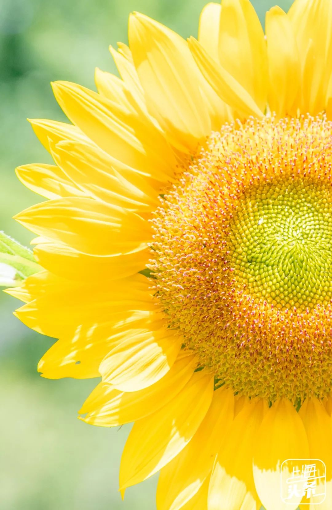 上海罗泾向日葵花田,上海各公园向日葵花海即将盛放