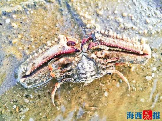 厦门旅游团帆船赶海,厦门五天四夜旅游攻略赶海