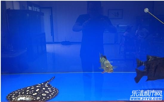 魟鱼大规模养殖,魟鱼的养殖前景