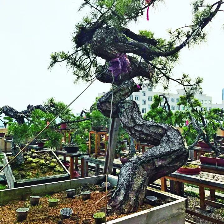 黄山松全部价格表,黄山松价格多少钱一棵