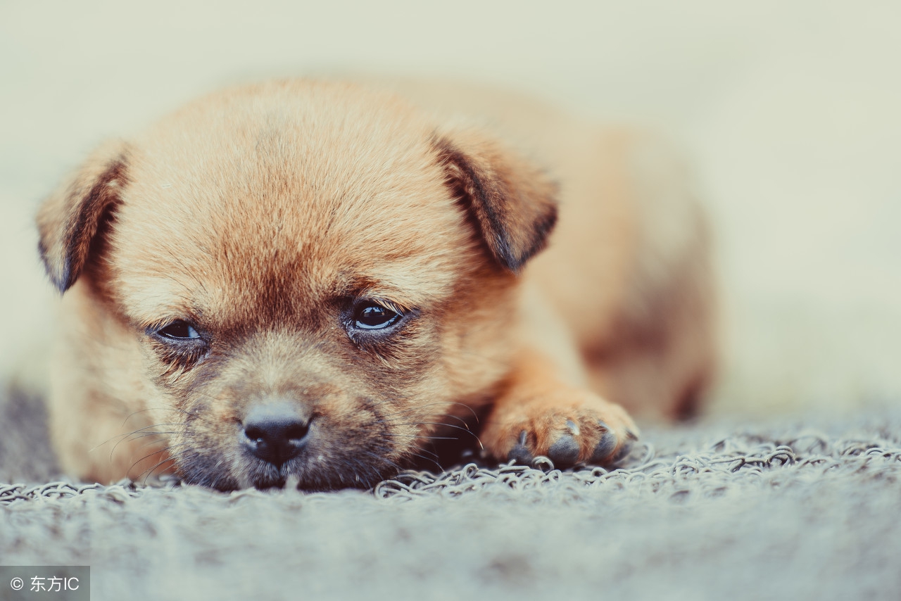 土狗幼崽喂食羊奶粉的正确方法,小奶狗多大可以添加羊奶粉和狗粮