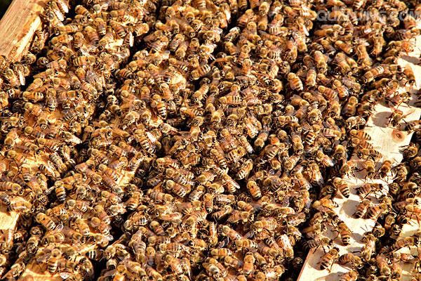 土养蜜蜂自然分蜂的最佳方法,养蜜蜂先认识有哪些蜂