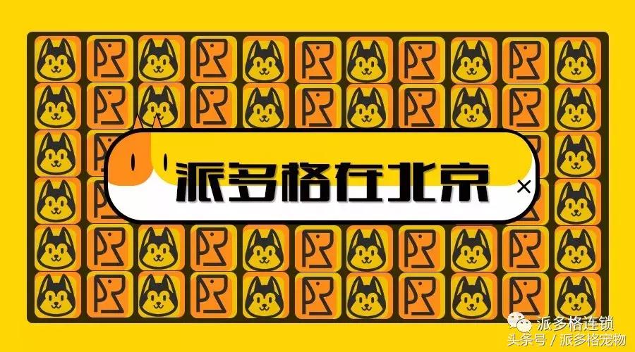 派多格宠物美容教程视频,派多格宠物用品有限公司