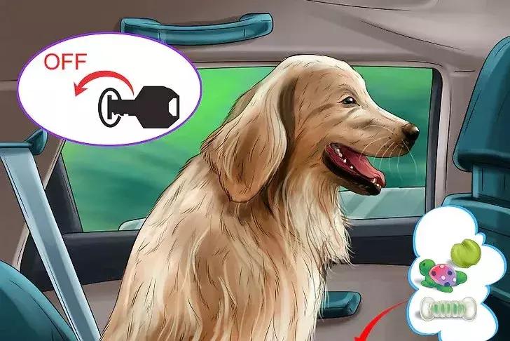 猫狗晕车淌口水,猫狗坐车需要注意什么