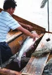 武汉餐馆里的天价江鱼，都是从这里来的！都市渔夫最真实的一天