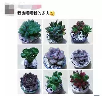 山东多肉小朋友,淄博养多肉