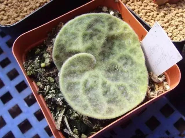 毛骨悚然！淄博家有养多肉的人快看，特别是有小孩的……