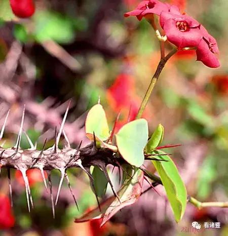 山东多肉小朋友,淄博养多肉