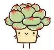 山东多肉小朋友,淄博养多肉