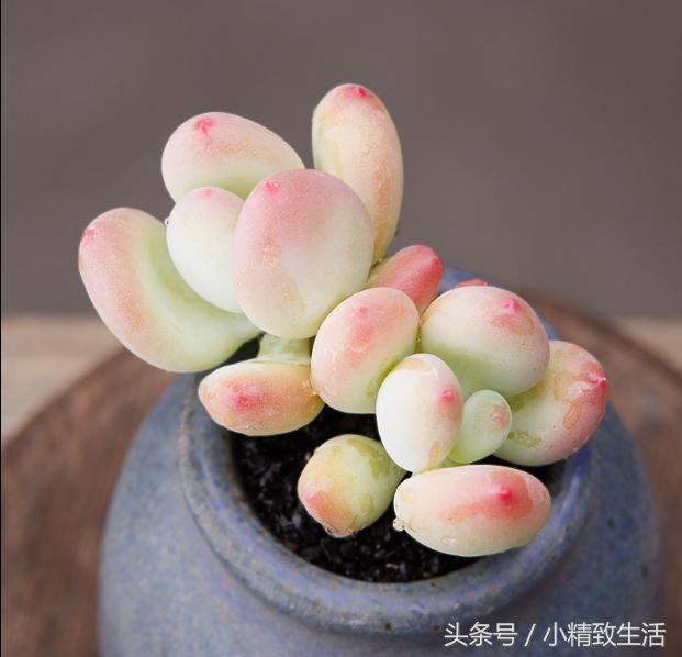 多肉植物中的四大美人,多肉植物十大美人