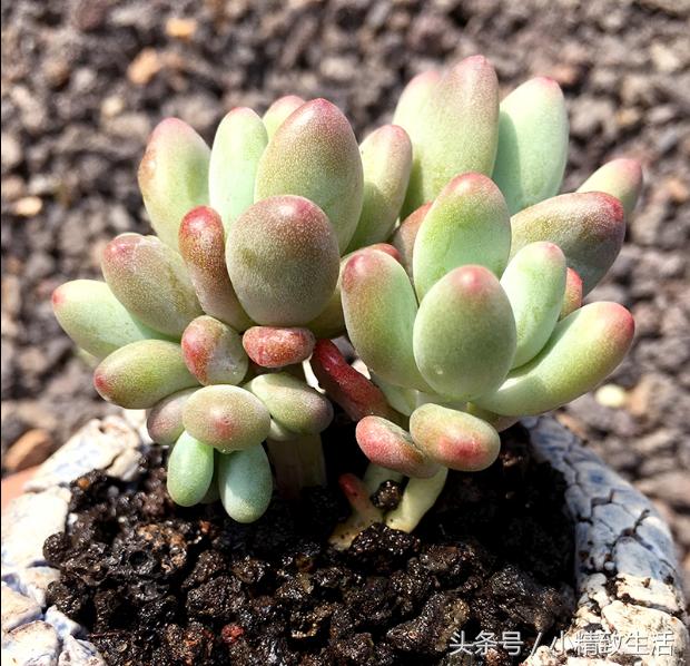 多肉植物中的四大美人,多肉植物十大美人