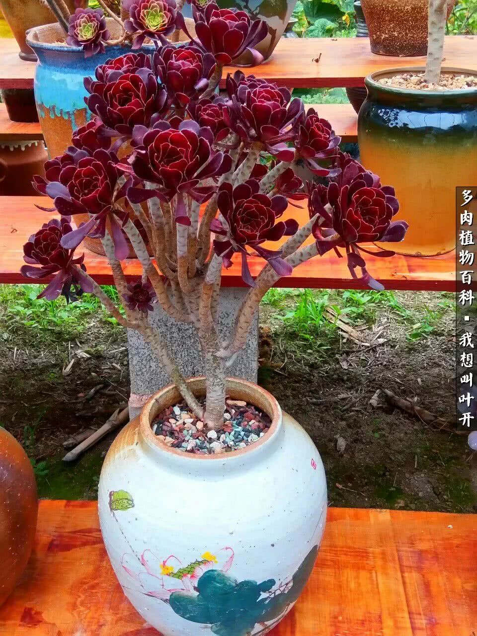 最好养的法师有哪几种,哪种法师既好看又好养