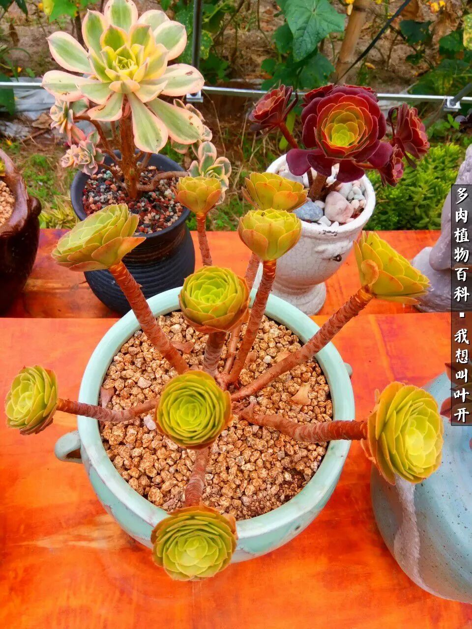 最好养的法师有哪几种,哪种法师既好看又好养