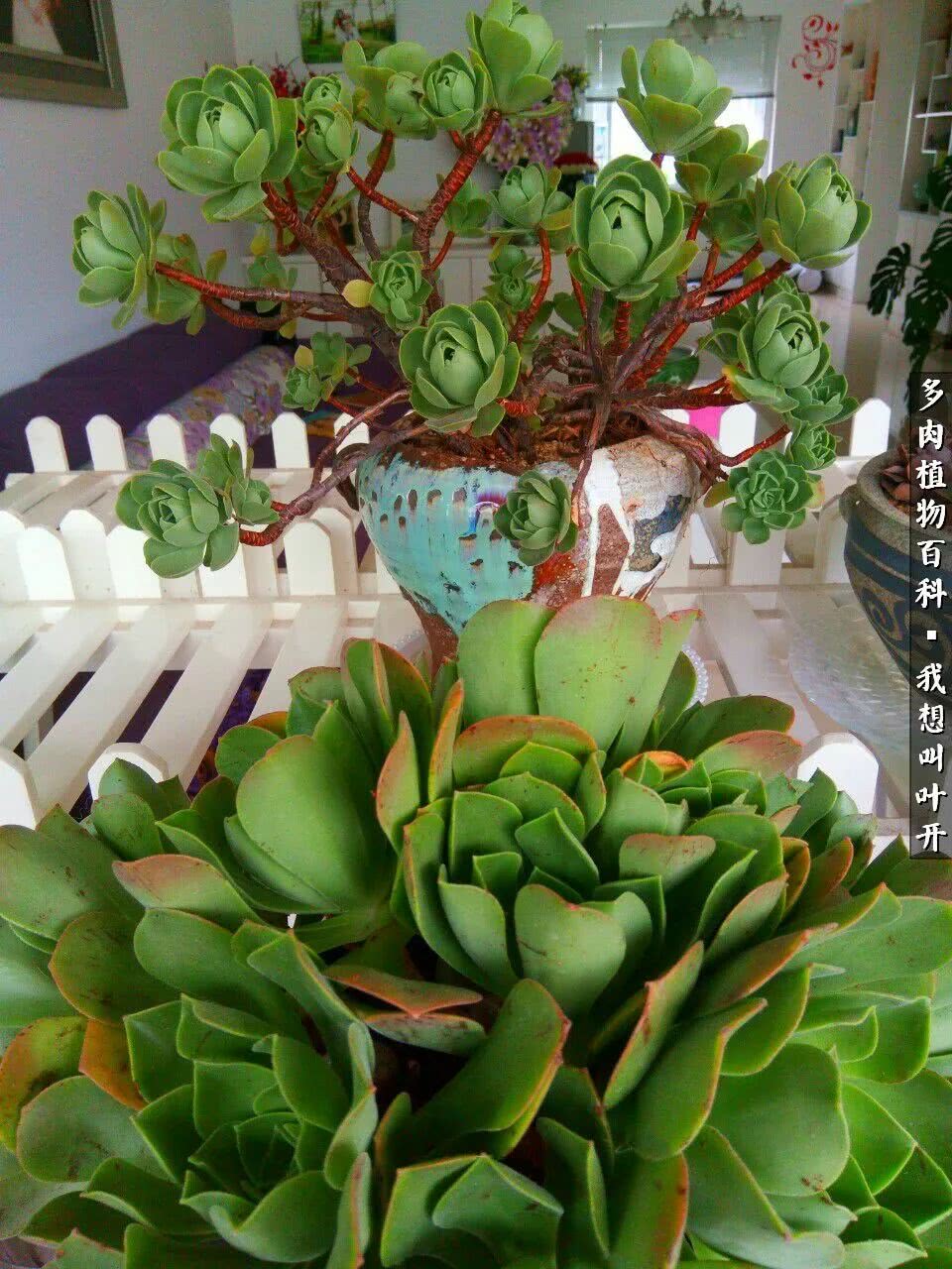 最好养的法师有哪几种,哪种法师既好看又好养