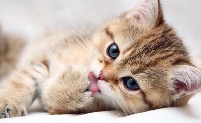 猫咪思春期的特征,猫咪闹春最快解决方法