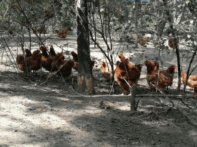 广州挑战20元做两菜一餐,广东40元做两个菜