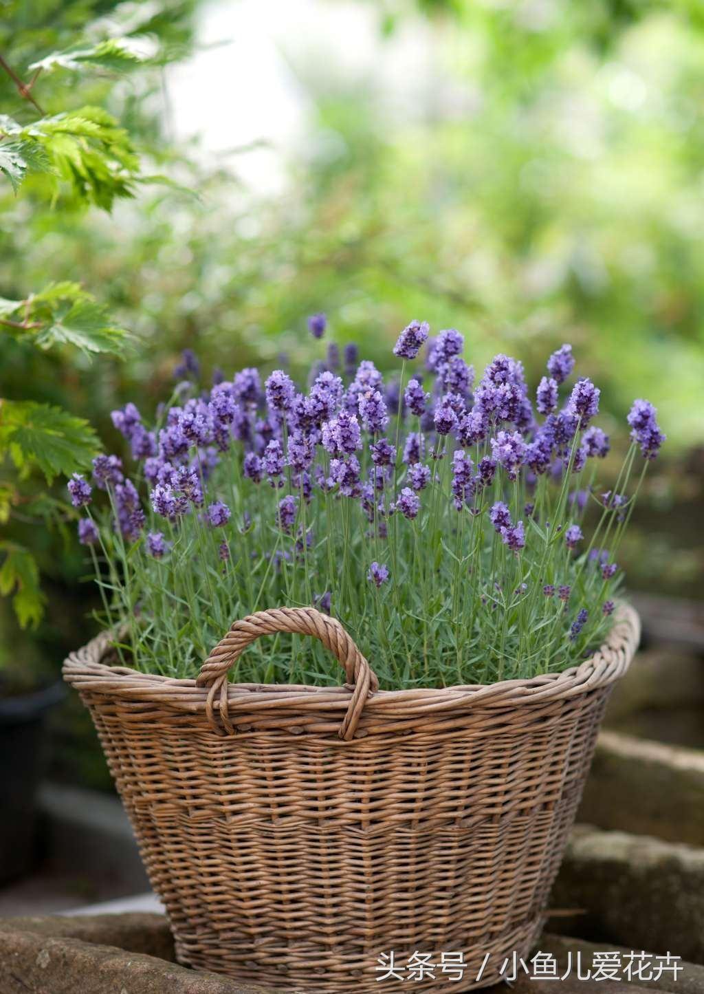 熏衣草家庭如何养殖,熏衣草怎样种植