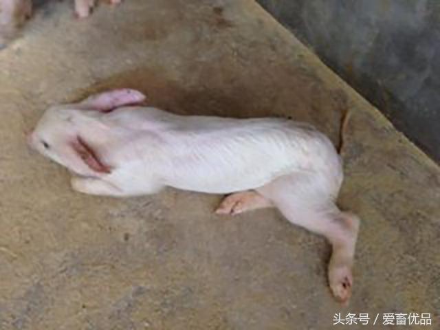 小猪水肿拉稀怎么治疗,小猪拉稀脱水严重怎么急救视频