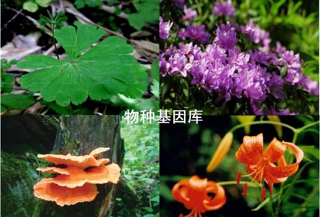 十大珍稀植物药用,太白山名贵中草药