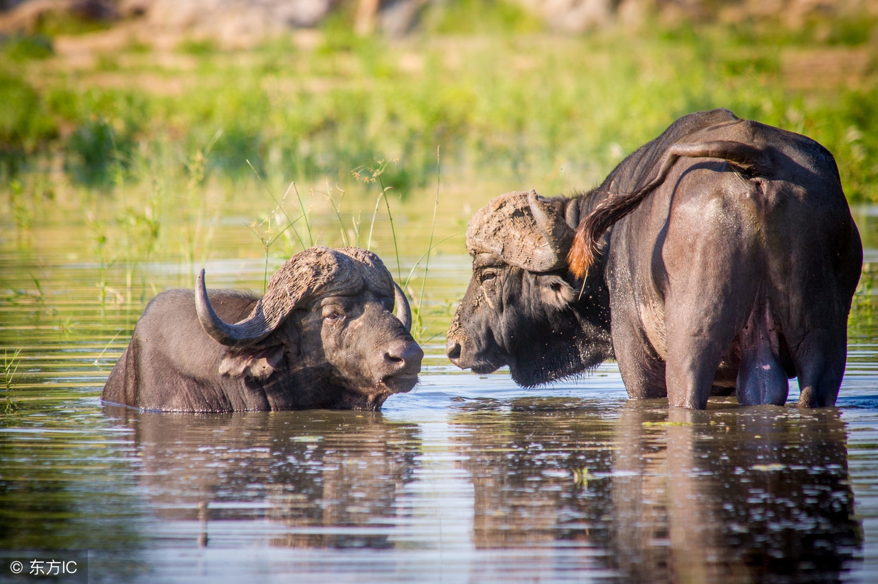 生肖牛接福气了好运连连,生肖牛好运到得到吉星助力