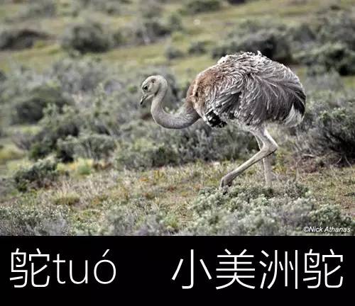 带你认识几个主播,带你认识几种常见的野菜