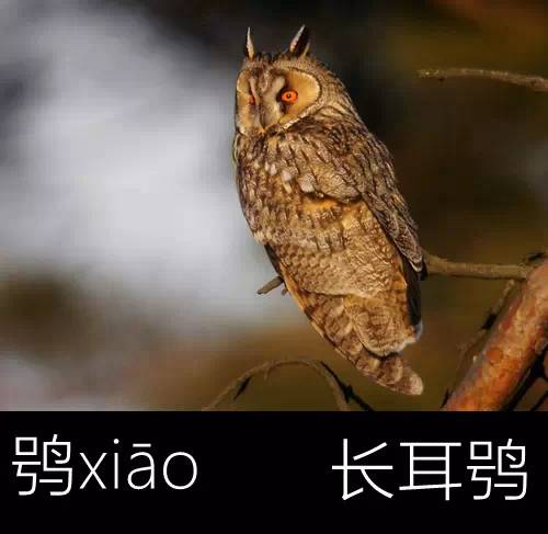 带你认识几个主播,带你认识几种常见的野菜