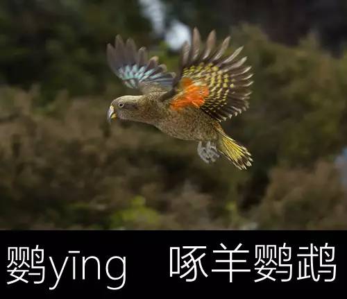 带你认识几个主播,带你认识几种常见的野菜