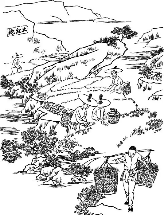 大红袍制茶工艺流程,大红袍还原烧工艺