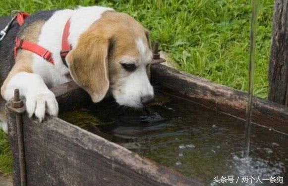狗狗不喝水怎么办才能让狗狗喝水,狗狗两天没有喝水突然大量喝水