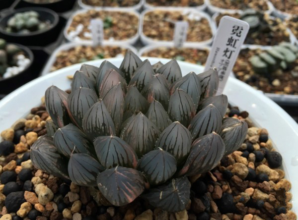 这5种多肉植株最难养死,这几款多肉易爆盆还好养