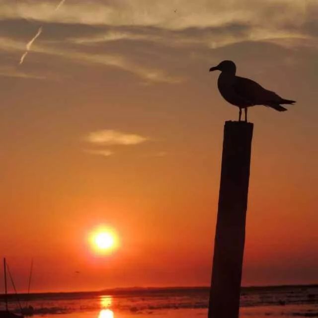 银壶泡茶喝多了，对身体的影响居然这么大！