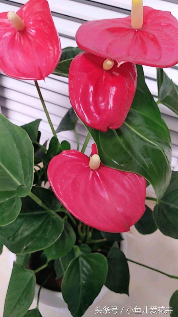 养护红掌正确方法,红掌不开花用什么方法催红掌开花
