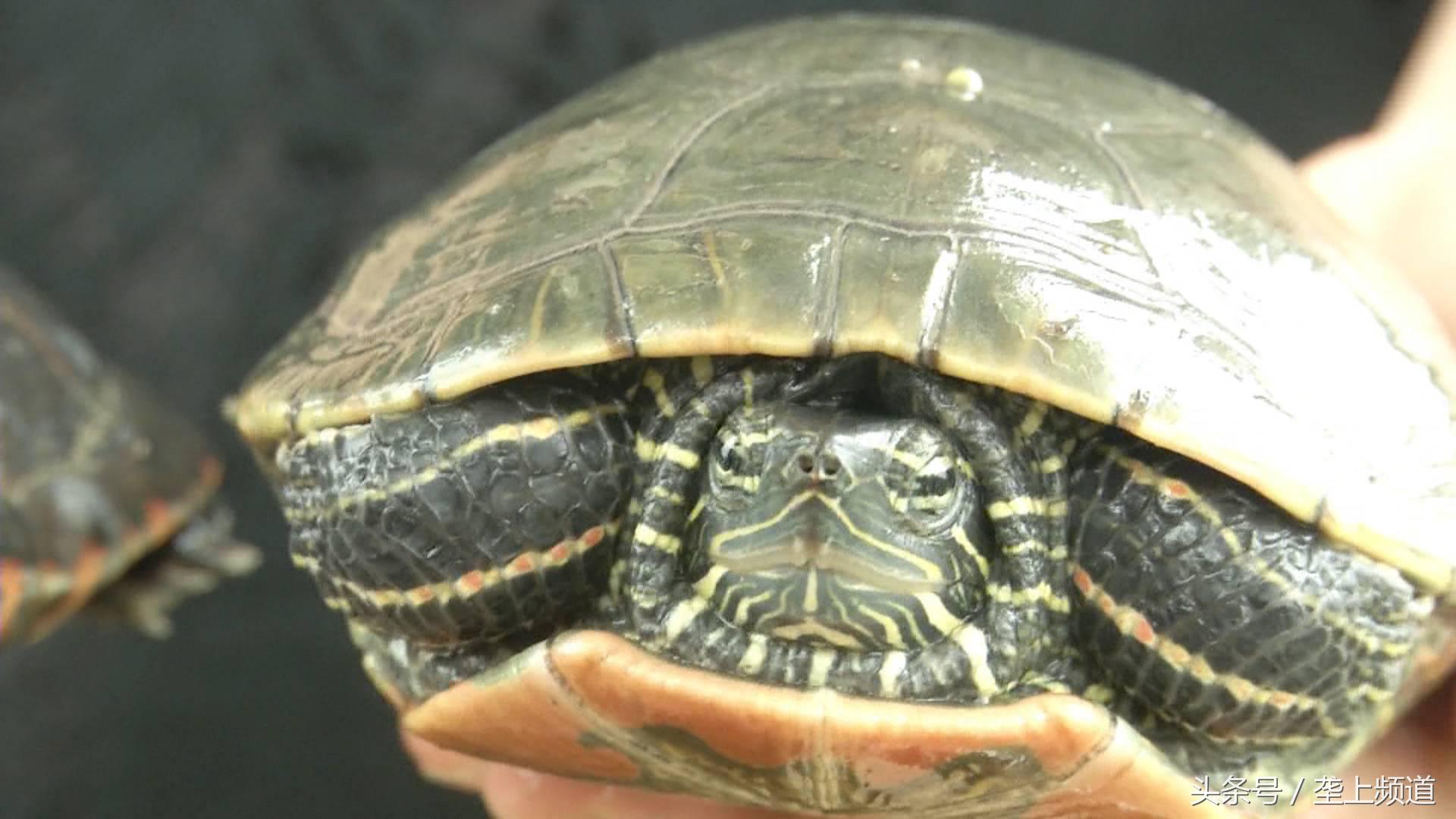 一只养了20年的老龟,一个养龟爱好者养的龟