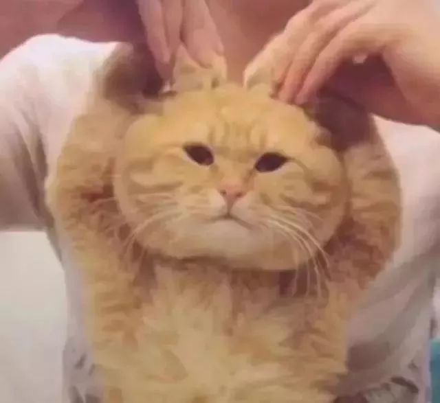 去香港旅游有过治安罚款可以去吗,去香港要注意什么避免罚款