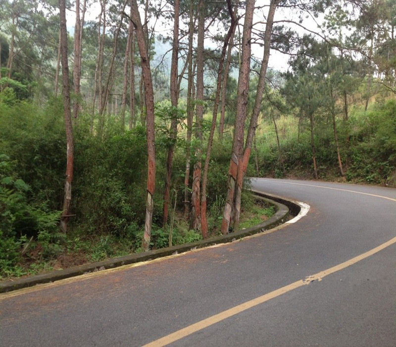 地出现死苗怎么办,苗出来后枯萎了是什么情况