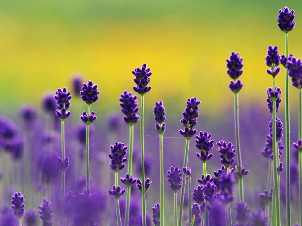 紫色的薰衣草既神秘又浪漫,优雅紫色熏衣草