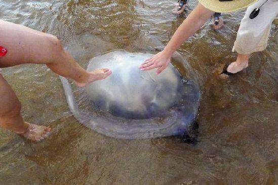 被海蜇蜇了需要涂什么药,被海蜇蜇伤