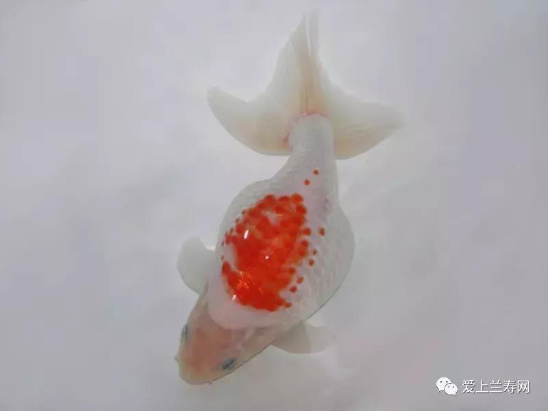 日本金鱼品种大全,日本东京金鱼多少钱一条